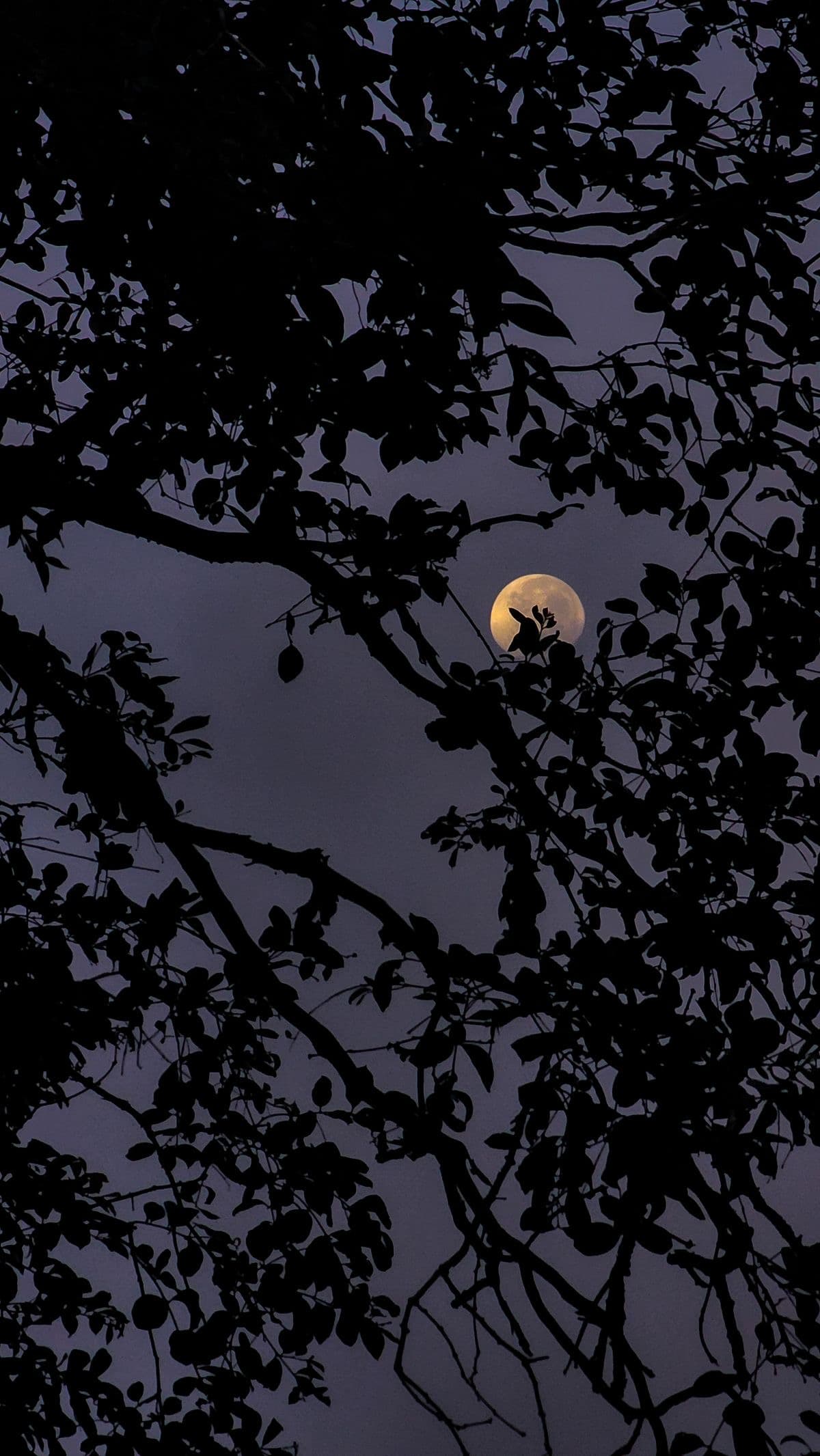 Night soirée -image